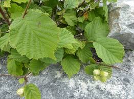 Attēlu rezultāti vaicājumam “Corylus avellana leaf”