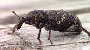 Attēlu rezultāti vaicājumam “Hylobius abietis”