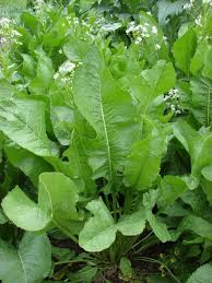 Attēlu rezultāti vaicājumam “Armoracia rusticana leaf”