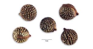 Attēlu rezultāti vaicājumam “Papaver argemone fruit”