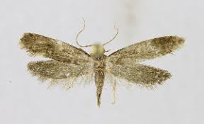 Attēlu rezultāti vaicājumam “Monopis weaverella”