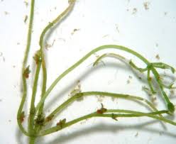 Attēlu rezultāti vaicājumam “Chara polyacantha”