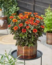 Image result for Heliopsis scabra