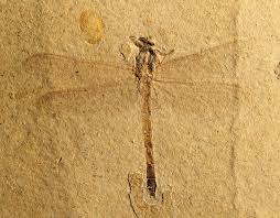 Attēlu rezultāti vaicājumam “Gomphidae”