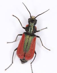 Attēlu rezultāti vaicājumam “Malachidae”