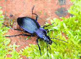 Attēlu rezultāti vaicājumam “Carabus violaceus”