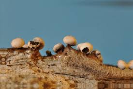 Attēlu rezultāti vaicājumam “Diderma montanum”