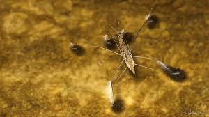 Attēlu rezultāti vaicājumam “Gerridae”