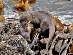 Attēlu rezultāti vaicājumam “Lutra lutra”