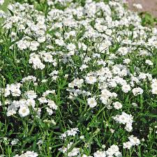 Attēlu rezultāti vaicājumam “Achillea ptarmica fruit”