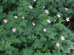 Attēlu rezultāti vaicājumam “Geraniaceae”