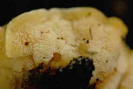 Attēlu rezultāti vaicājumam “Sistotrema confluens”