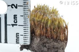 Attēlu rezultāti vaicājumam “Campylopus introflexus”