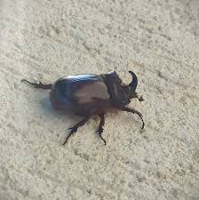 Attēlu rezultāti vaicājumam “Oryctes nasicornis male”