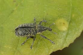 Attēlu rezultāti vaicājumam “Larinus sp.”