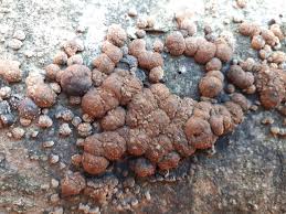 Attēlu rezultāti vaicājumam “Hypoxylon fuscum”