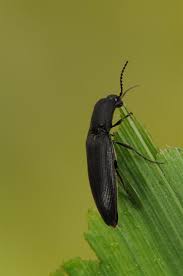 Attēlu rezultāti vaicājumam “Ectinus aterrimus”
