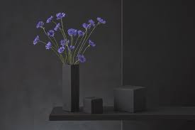 Attēlu rezultāti vaicājumam “Cyanus segetum”