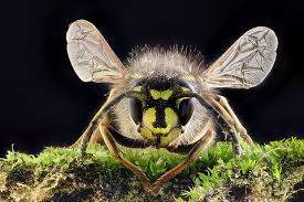 Attēlu rezultāti vaicājumam “Vespula germanica”