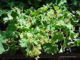 Image result for Alchemilla mollis