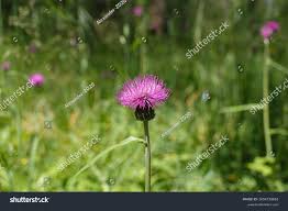 Attēlu rezultāti vaicājumam “Cirsium heterophyllum flower”