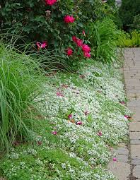 Attēlu rezultāti vaicājumam “Thymus serpyllum”