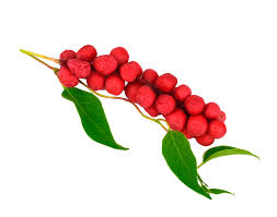 Attēlu rezultāti vaicājumam “Schisandra chinensis”