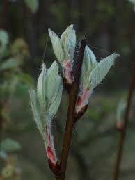 Attēlu rezultāti vaicājumam “Amelanchier spicata”