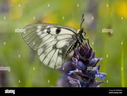 Attēlu rezultāti vaicājumam “Parnassius mnemosyne underside”