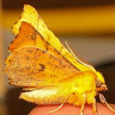 Attēlu rezultāti vaicājumam “Ennomos alniaria”