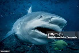 Image result for Carcharhinus leucas