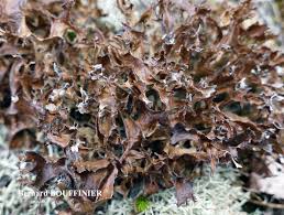 Attēlu rezultāti vaicājumam “Cetraria islandica”