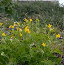 Attēlu rezultāti vaicājumam “Chelidonium majus flower”