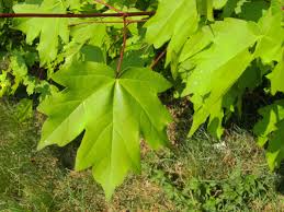 Attēlu rezultāti vaicājumam “Acer campestre leaf”