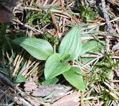 Attēlu rezultāti vaicājumam “Goodyera repens leaf”