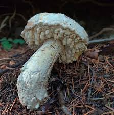 Attēlu rezultāti vaicājumam “Hypomyces chrysospermus”