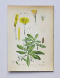 Attēlu rezultāti vaicājumam “Pilosella officinarum”