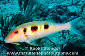 Image result for Pseudupeneus maculatus