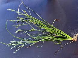 Attēlu rezultāti vaicājumam “Juncus bufonius bud”