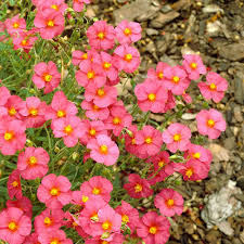 Attēlu rezultāti vaicājumam “Helianthemum x hybridum flower”