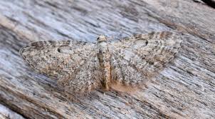 Attēlu rezultāti vaicājumam “Eupithecia tenuiata”