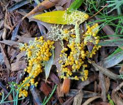 Attēlu rezultāti vaicājumam “Diachea leucopodia spores”