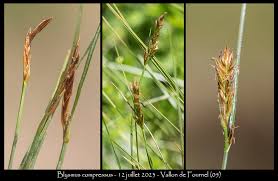 Attēlu rezultāti vaicājumam “Blysmus compressus”