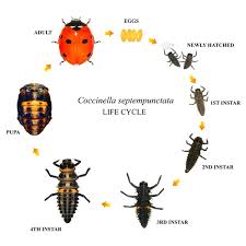 Attēlu rezultāti vaicājumam “Coccinella septempunctata imago”