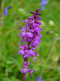 Attēlu rezultāti vaicājumam “Orchis mascula bud”