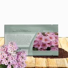 Image result for Primula malacoides