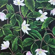 Attēlu rezultāti vaicājumam “Anemone nemorosa leaf”