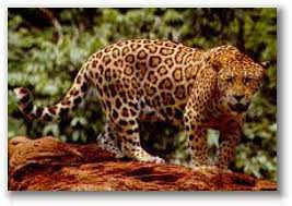 Afbeeldingsresultaat voor panters