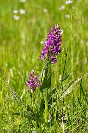 Attēlu rezultāti vaicājumam “Dactylorhiza”