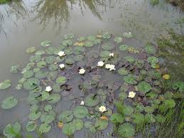 Attēlu rezultāti vaicājumam “Nymphaea alba”